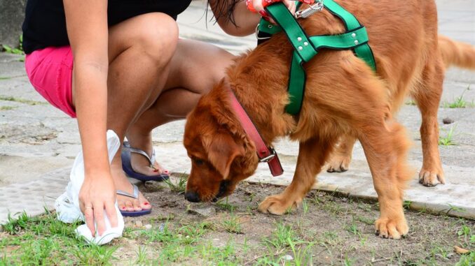 Coco de cão