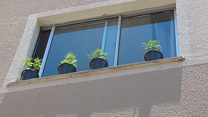 planta2