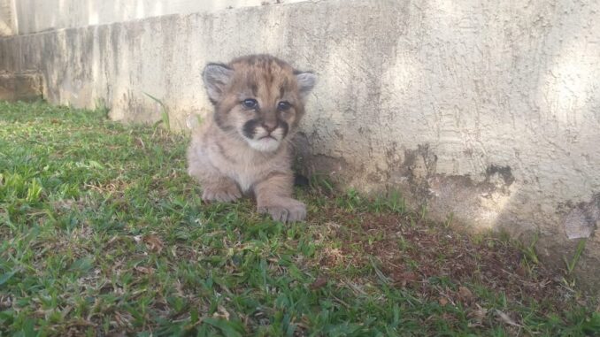 pumas-1 (1)