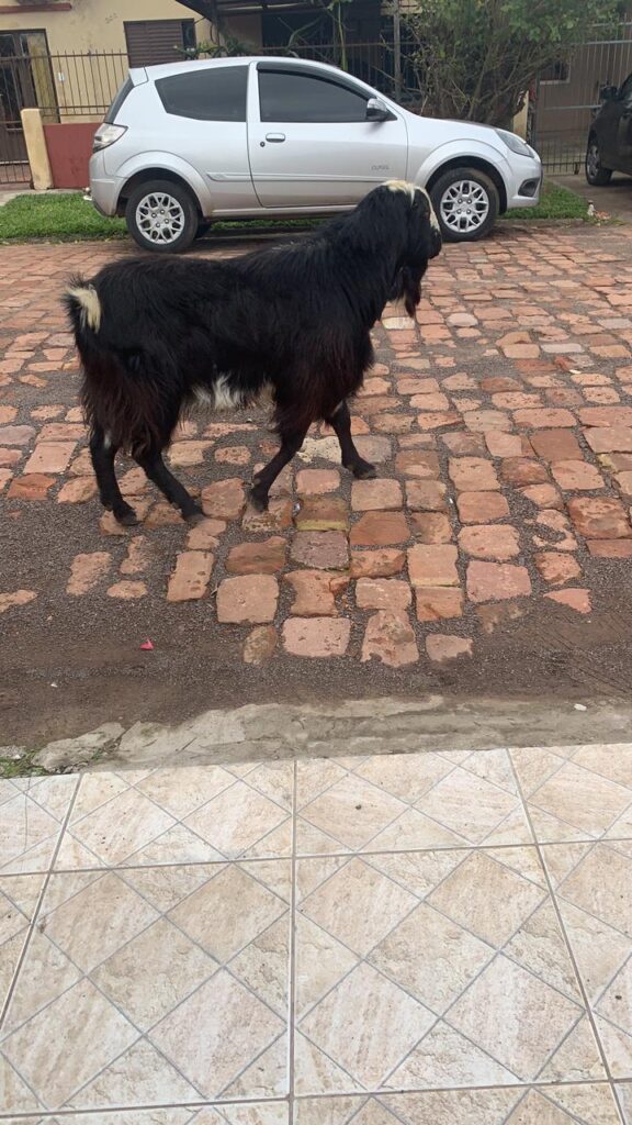 Um bode subiu em um veículo, na Avenida Caverá e danificou o capô do carro, em Alegrete.