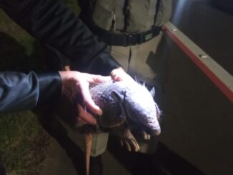 Tatu é resgatado durante passeio na Avenida Tiaraju