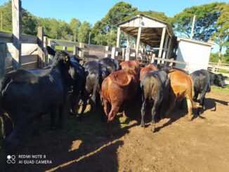 Campus Alegrete realiza leilão de bovinos excedentes na produção da instituição