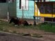 Cavalo - parada de ônibus