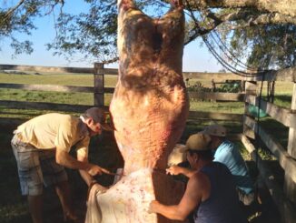Matança de vaca -Milton Pedroso Severo