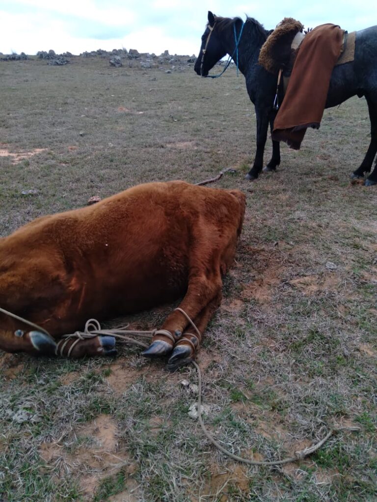 Matança de vaca em Alegrete