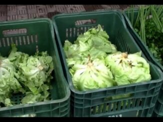 Produtores rurais