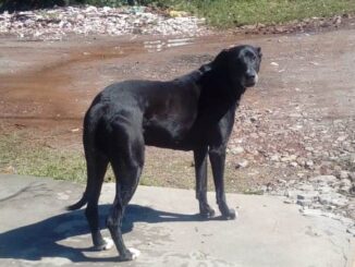 Cão que avança em pessoas e veículos