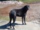 Cão que avança em pessoas e veículos