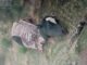 Animais foram sacrificados