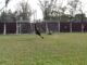 Boca penalti
