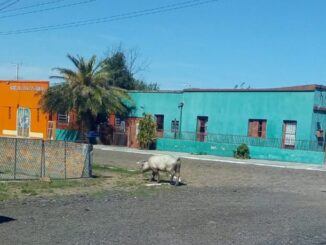 Porco passeia na Vila Piola