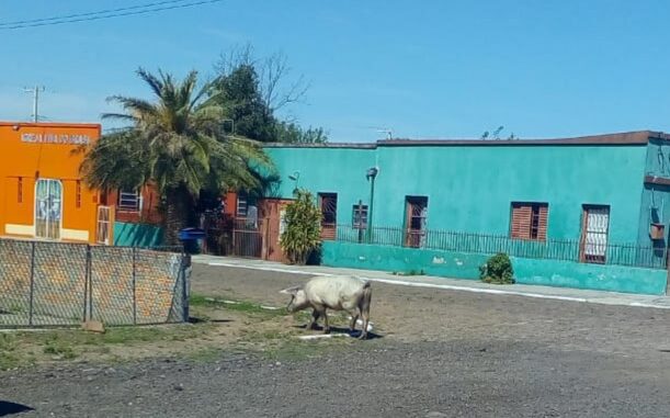 Porco passeia na Vila Piola