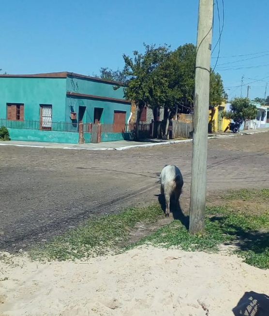 Porco passeia na Vila Piola