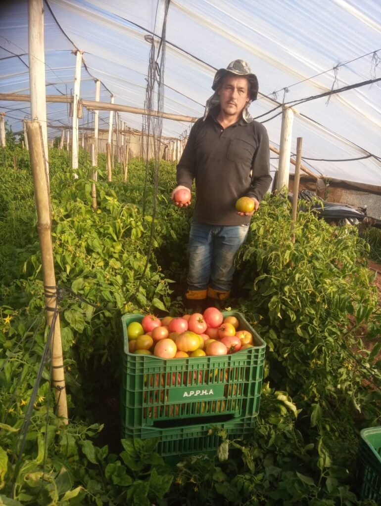 Produtor de tomate de Alegrete
