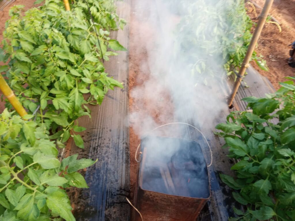 Fumaça nas estufas de tomate