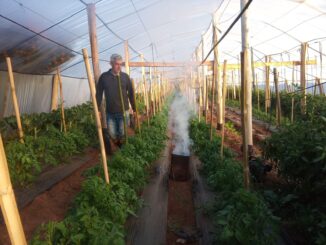 Fumaça nas estufas de tomate