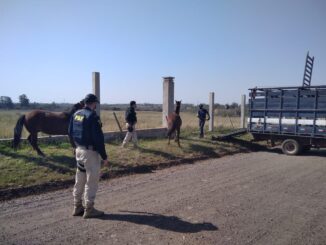 Operação intensifica recolhimento de animais às margens da BR 290