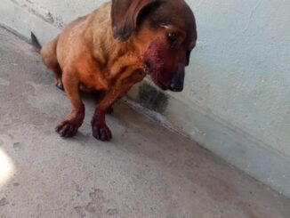 Homem é preso em flagrante por ferir cachorro com barra de ferro
