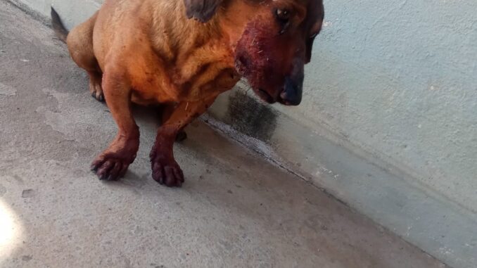 Homem é preso em flagrante por ferir cachorro com barra de ferro Homem é preso em flagrante por ferir cachorro com barra de ferro