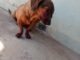 Homem é preso em flagrante por ferir cachorro com barra de ferro