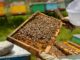 Por que as abelhas são indispensáveis para a vida no planeta?