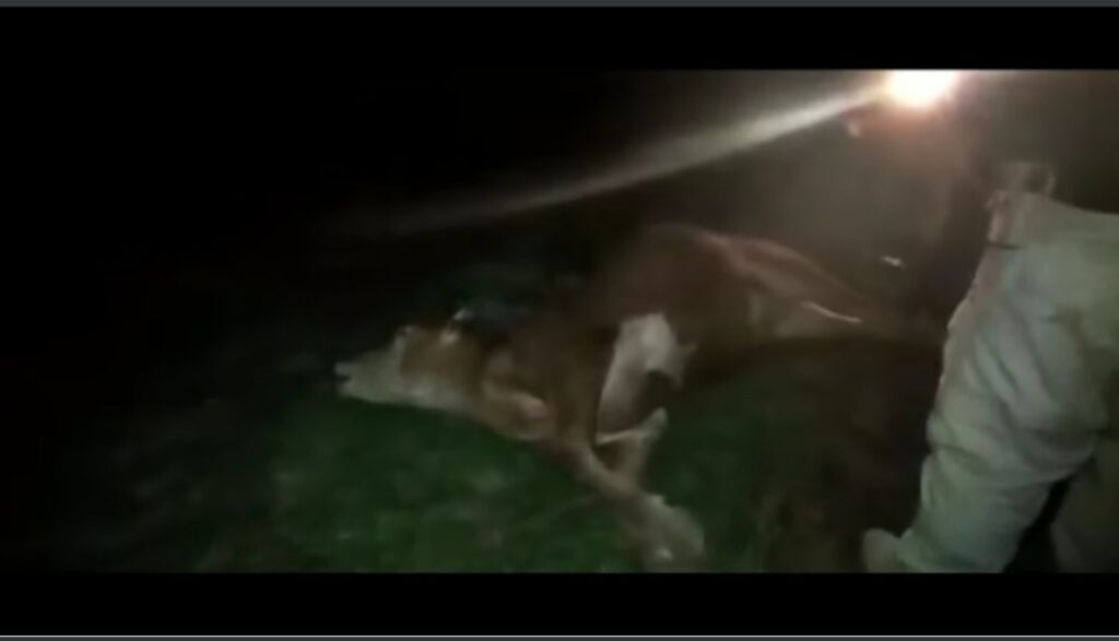 Animal na pista provoca grave acidente na BR 290