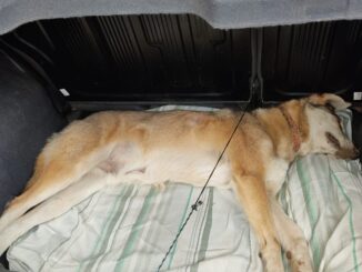Administrador de fazenda mata a tiro cachorro de funcionário que vai responsabilizá-lo criminalmente
