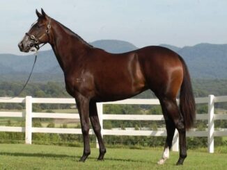 Quem vale mais: o cavalo Fusaichi Pegasus ou o atual elenco do Flamengo?