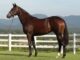 Quem vale mais: o cavalo Fusaichi Pegasus ou o atual elenco do Flamengo?