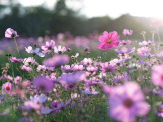 Como a primavera pode afetar a saúde