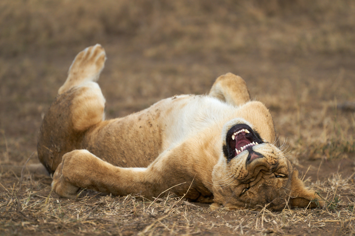 Concurso elege fotografia mais engraçada do mundo animal