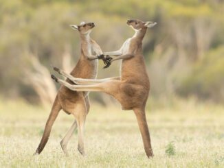 Concurso elege fotografia mais engraçada do mundo animal