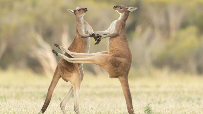 Concurso elege fotografia mais engraçada do mundo animal Concurso elege fotografia mais engraçada do mundo animal