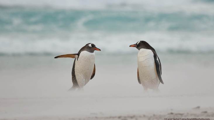 Concurso elege fotografia mais engraçada do mundo animal