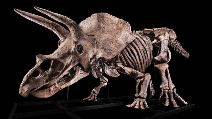 Esqueleto de dinossauro de 66 milhões de anos será leiloado