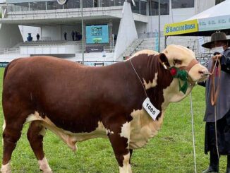 Exemplar de Alegrete foi coroado na Expointer