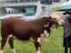 Exemplar de Alegrete foi coroado na Expointer