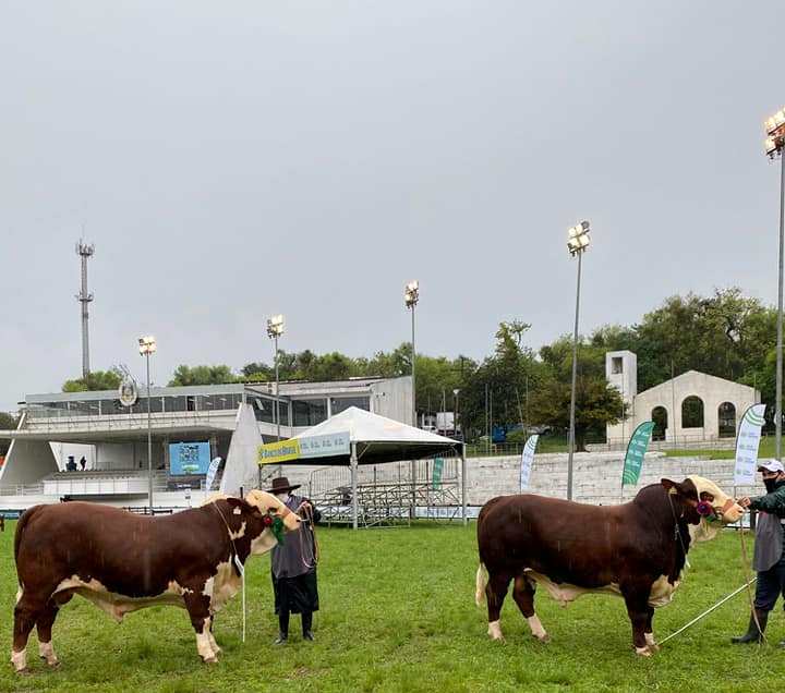 Fazenda Esperança foi destaque da raça Braford