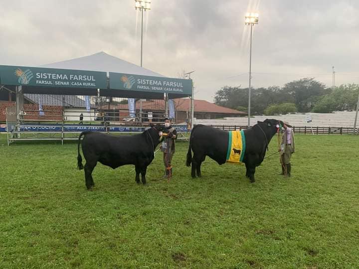 Angus da Cabanha Reconquista foram premiados