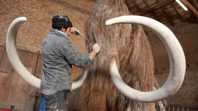 Mamute extinto há 4 mil anos será ressuscitado por cientistas Mamute extinto há 4 mil anos será ressuscitado por cientistas