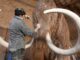 Mamute extinto há 4 mil anos será ressuscitado por cientistas
