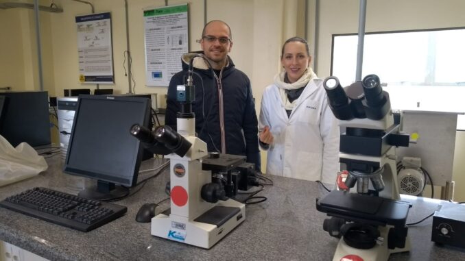 Professores realizam projeto que reaproveita casca de arroz Professores realizam projeto que reaproveita casca de arroz