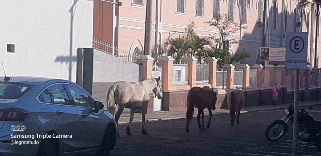 Cavalos soltos no Centro de Alegrete