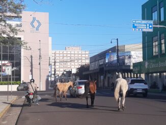 Cavalos soltos no Centro de Alegrete