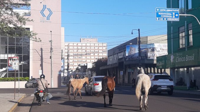 Cavalos soltos no Centro de Alegrete