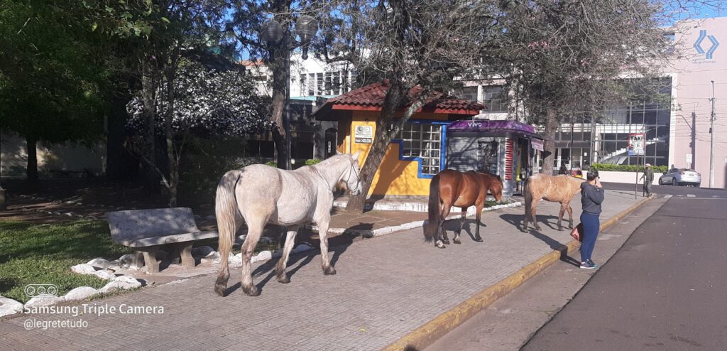 Cavalos soltos no Centro de Alegrete