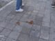 Fezes de cães em calçadas