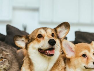 Pets podem ter pensão alimentícia, guarda e visitas fixadas em uma eventual separação dos tutores