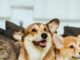 Pets podem ter pensão alimentícia, guarda e visitas fixadas em uma eventual separação dos tutores