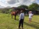 Polícia civil recupera cavalo em Alegrete